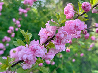 Spring blossom Prunus triloba flowering almond or flowering plum.