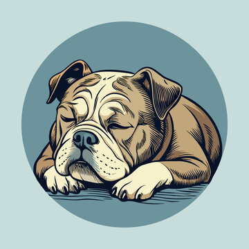 An isolated, cute English Bulldog puppy portrait, purebred canine with a funny expression