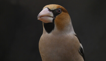 Fototapeta premium Hawfinch 
