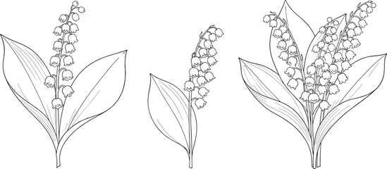 Lily of the valley, botanical line art, black and white drawing, floral illustration, plant sketch, nature study, vector design