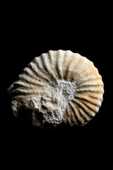 ammonite fossile isolée sur fond noir 