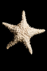 &eacute;toil&eacute;e de mer isol&eacute;e sur fond noir 