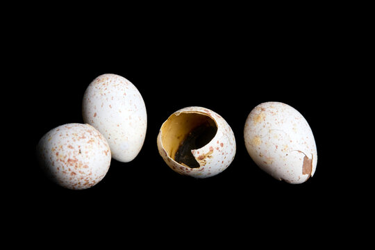 petits oeufs d'oiseau sur fond noir