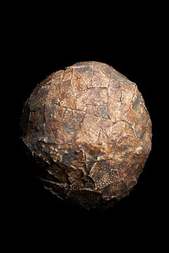 oeuf fossile de dinosaure sur fond noir
