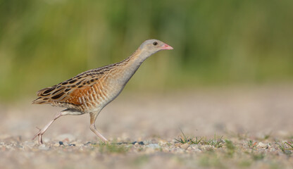 Corn crake - male bird at a meadow in the beginning of the summer