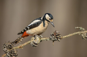 Obraz premium Great Spotted Woodpecker - female - in the wet forest in winter
