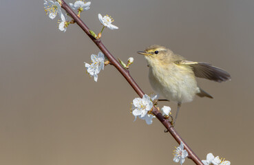 Willow warbler in early spring at a wetland 