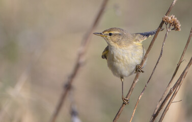 Obraz premium Willow warbler in early spring at a wetland 