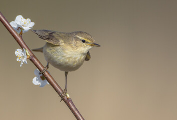 Willow warbler in early spring at a wetland 
