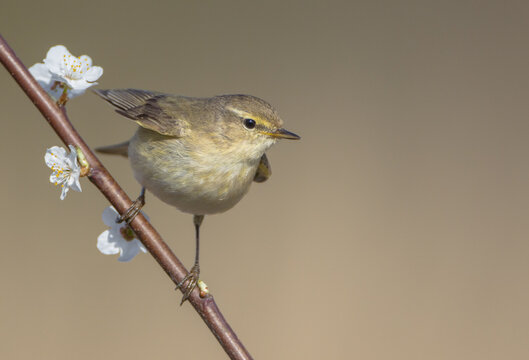 Willow warbler in early spring at a wetland 