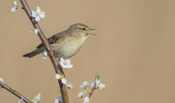 Willow warbler in early spring at a wetland 