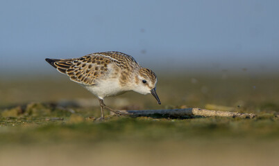 Little stint - at a seashore on the autumn migration way