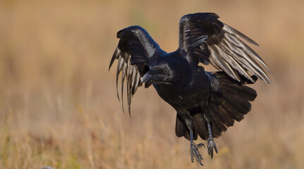 Common Raven - in autumn at a wetland