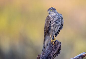 Eurasian Sparrowhawk - young male at the wet forest in autumn