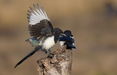 Common Magpie - at a wetland in autumn