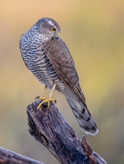 Eurasian Sparrowhawk - young male at the wet forest in autumn