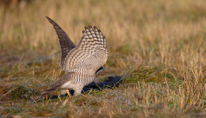 Eurasian Sparrowhawk - young male at the wet forest in autumn