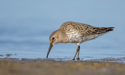 Dunlin - at a seashore on the autumn migration way