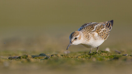 Little stint - at a seashore on the autumn migration way