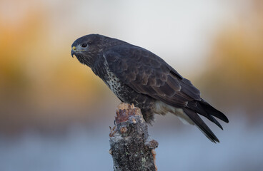 Common Buzzard in autumn at a wet forest