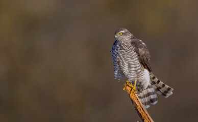 Eurasian Sparrowhawk - young male at the wet forest in autumn