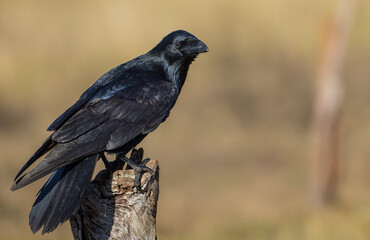 Common Raven - in autumn at a wetland