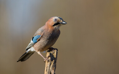 Eurasian Jay - in autumn  at a wetland