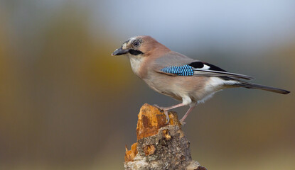 Eurasian Jay - in autumn  at a wetland