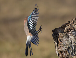 Eurasian Jay - in autumn  at a wetland