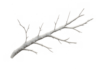 Winter tree branch covered in fresh white snow and ice, a seasonal element on transparent background