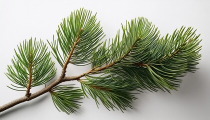 isolated pine branch with long needles detailed texture against white background natural flora