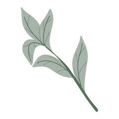 Green single tree leaf on a brach isolated on white background. Vector hand drawn illustration for sticker, pattern, botanical decor, print and seasonal design