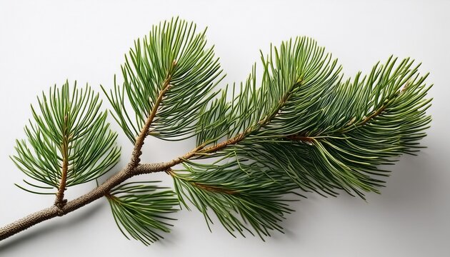 isolated pine branch with long needles detailed texture against white background natural flora
