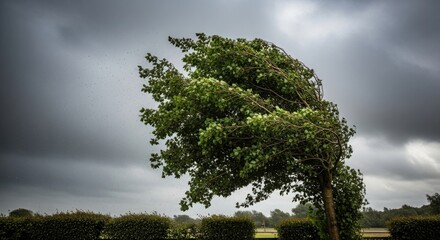 Tree bending in strong winds under a stormy sky