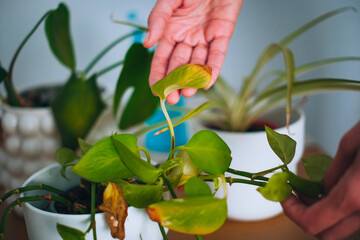 Fototapeta premium Woman inspecting wilted houseplants. Sick potted plant showing signs of disease and stress