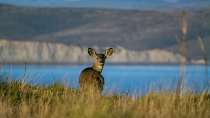 Alert Deer Looking Back from Coastal Bluff with Drakes Estero and Cliffs in Background