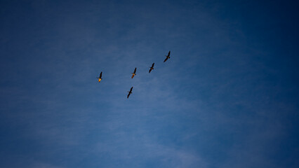 Pelicans in Silhouetted Against Deep Blue Sunset Sky on the California Coast