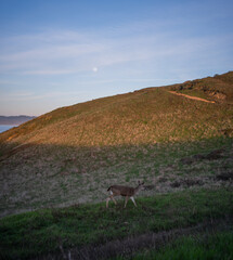 Deer at Golden Hour at Chimney Rock, Point Reyes