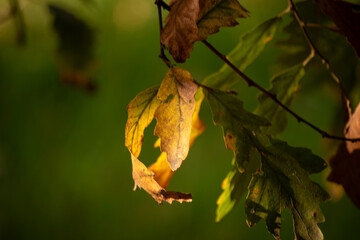 autumn leaves in the forest © Olivera