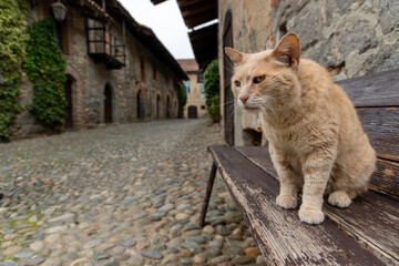 A short-haired red or ginger tabby cat sits in the foreground on an old, worn dark wooden bench, staring intently to the left. 