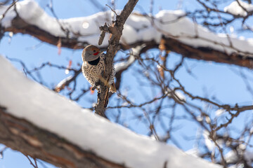 The flicker clings to the bark, its patterned plumage standing out against the Colorado woodland.