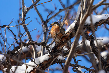 Soft light highlights the robin&rsquo;s feathers against the textured bark.