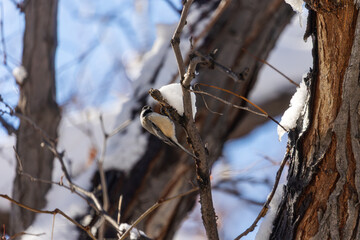 Wildlife of boulder colorado, Black-capped Chickadee © Dylan