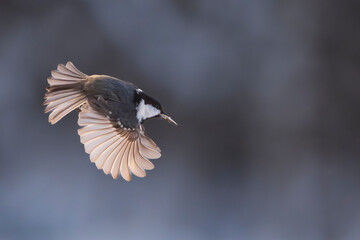 Willow Tit (Poecile montanus)