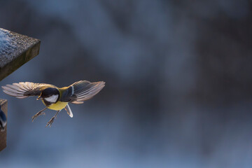 great tit (parus major)