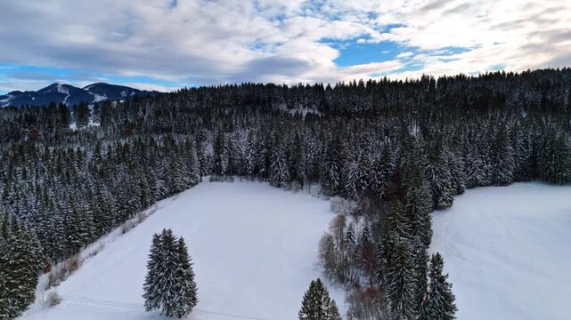 Descend above the snow-covered meadow in the pine-tree woods. Tops of the mountains under cloudy sky at backdrop.