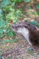 Head shot of a European otter (lutra lutra)