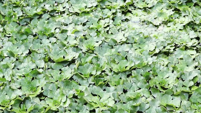 Water chestnut on a pond. Green leaves of water chestnut, natural background. Densely growing aquatic plants. Top view. A plant that grows in stagnant and slow-flowing waters. Green natural background