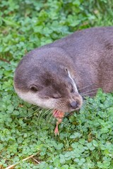 Obraz premium Close up of a European otter (lutra lutra) eating
