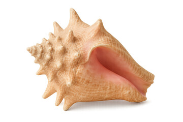 Obraz premium Seashell isolated on transparent background, a conch shell showing intricate spiral patterns and natural texture